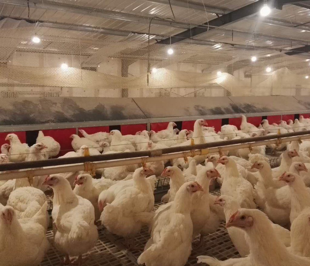 Automatic Egg Collection System for Large Egg Nest