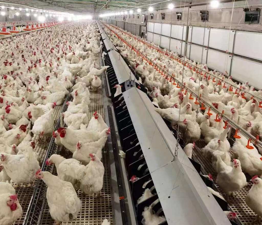 Automatic Egg Collection System for Small Egg Nest