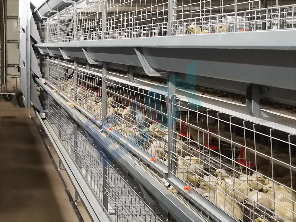 automatic broiler chicken cage