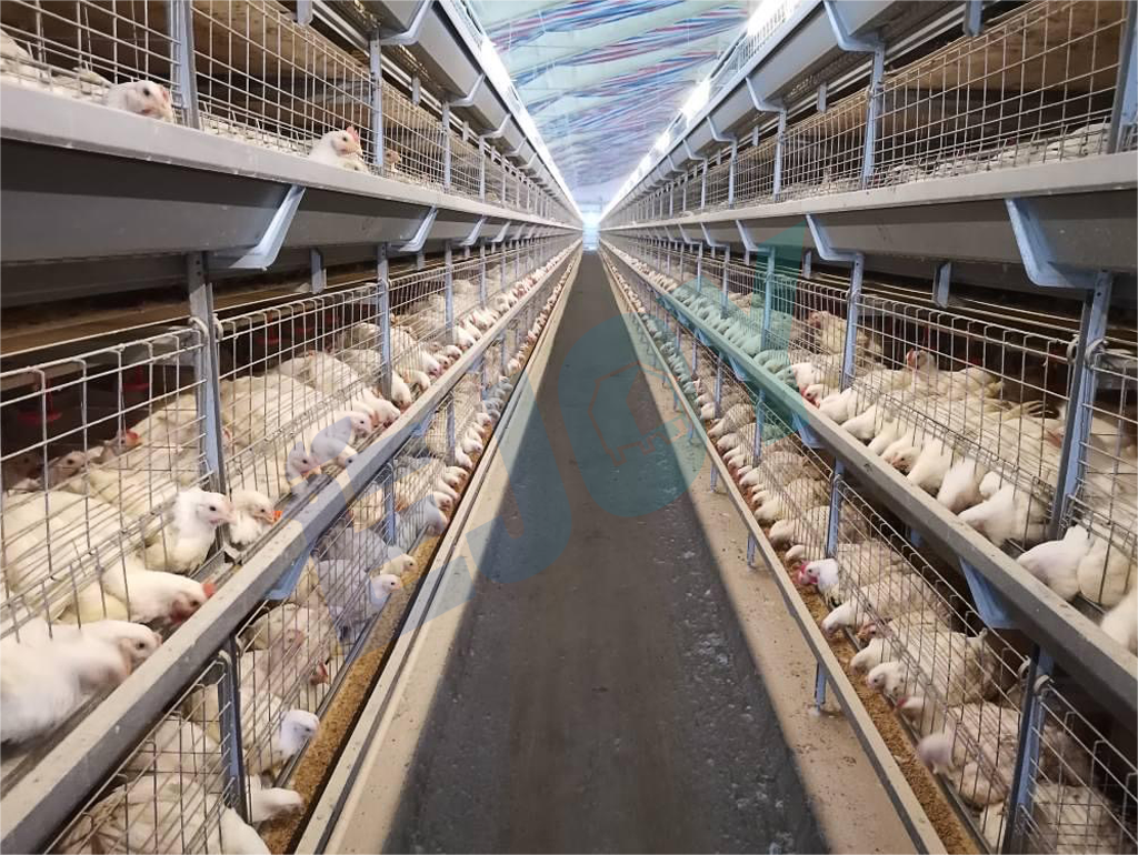 broiler chicken cage system