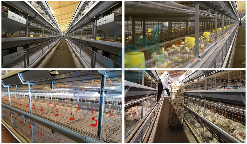 manual and battery broiler chicken cage