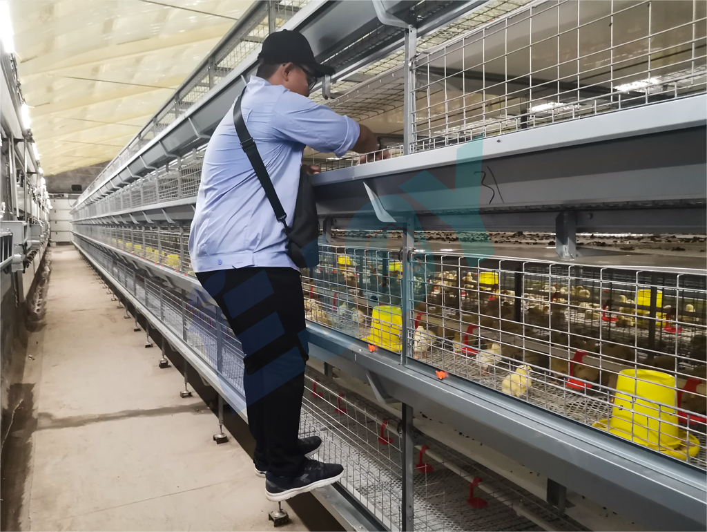 manual harvesting broiler chicken cage