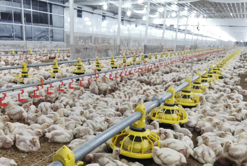 floor breeding broiler house