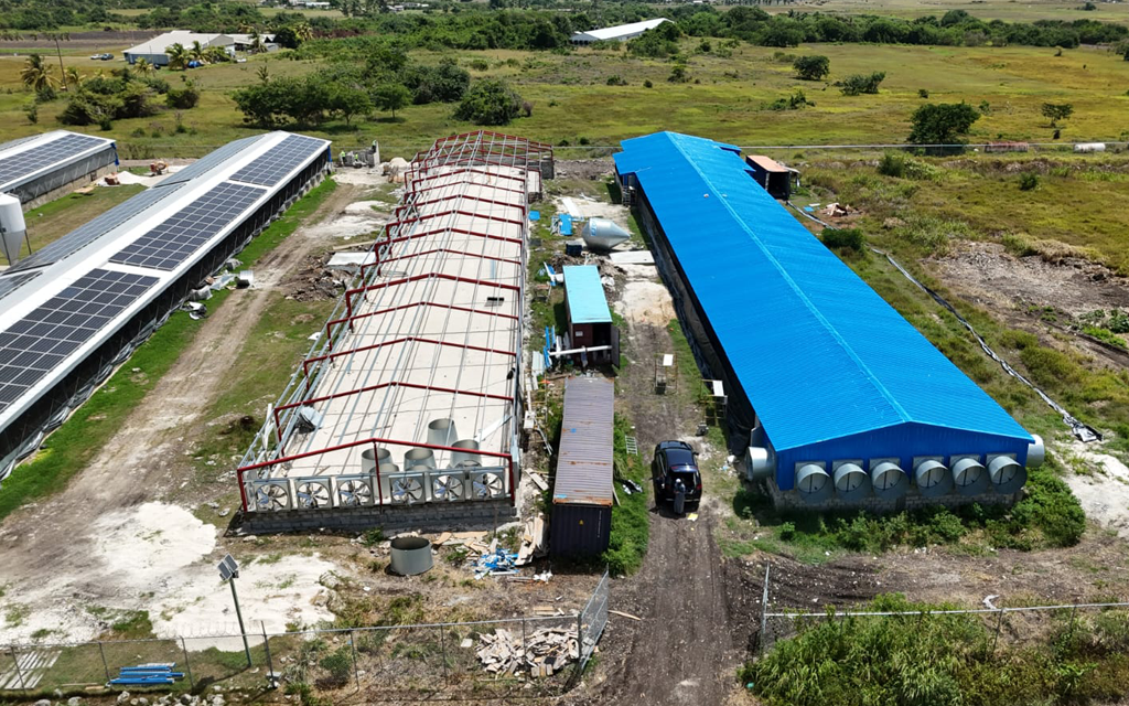 chicken broiler house design