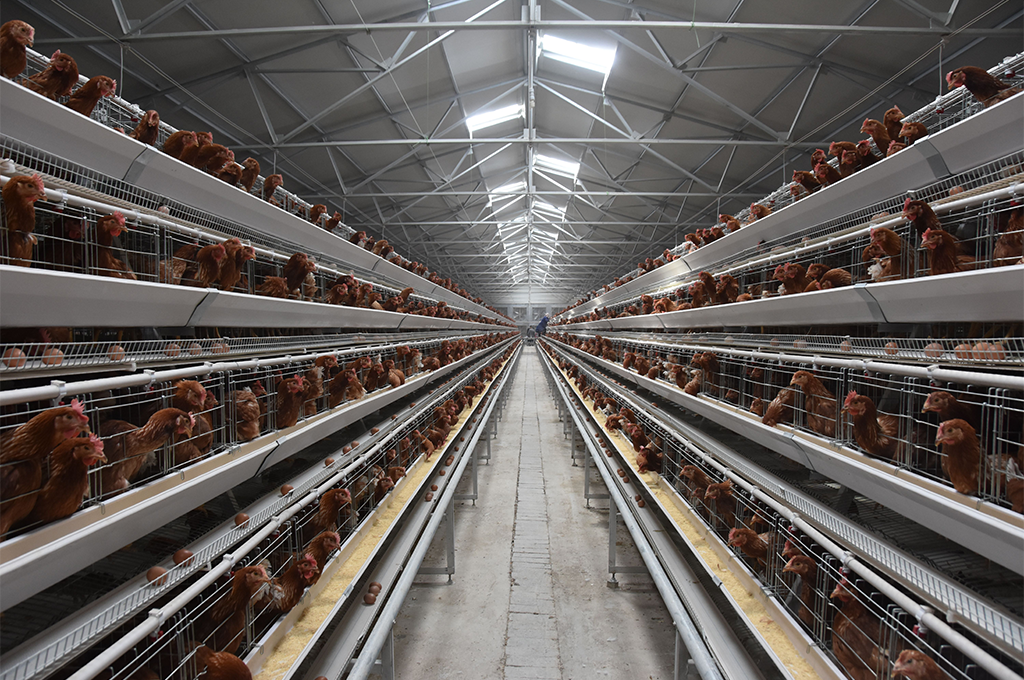 layer chicken cage