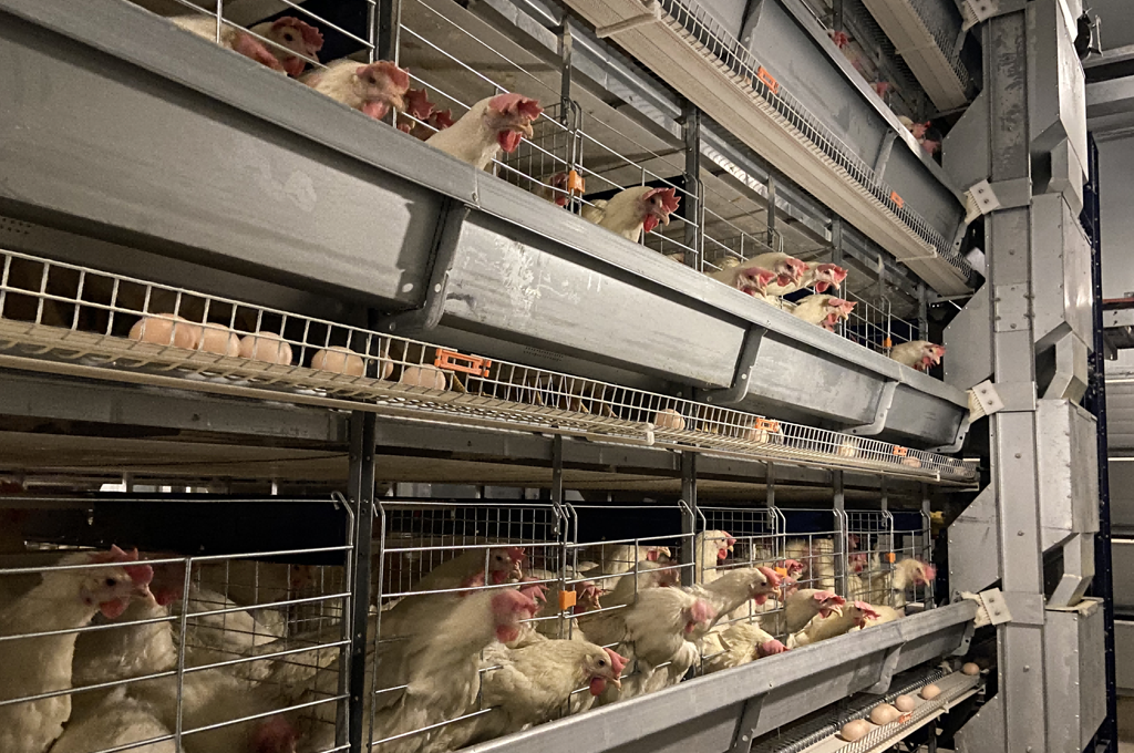 H frame layer chicken cage