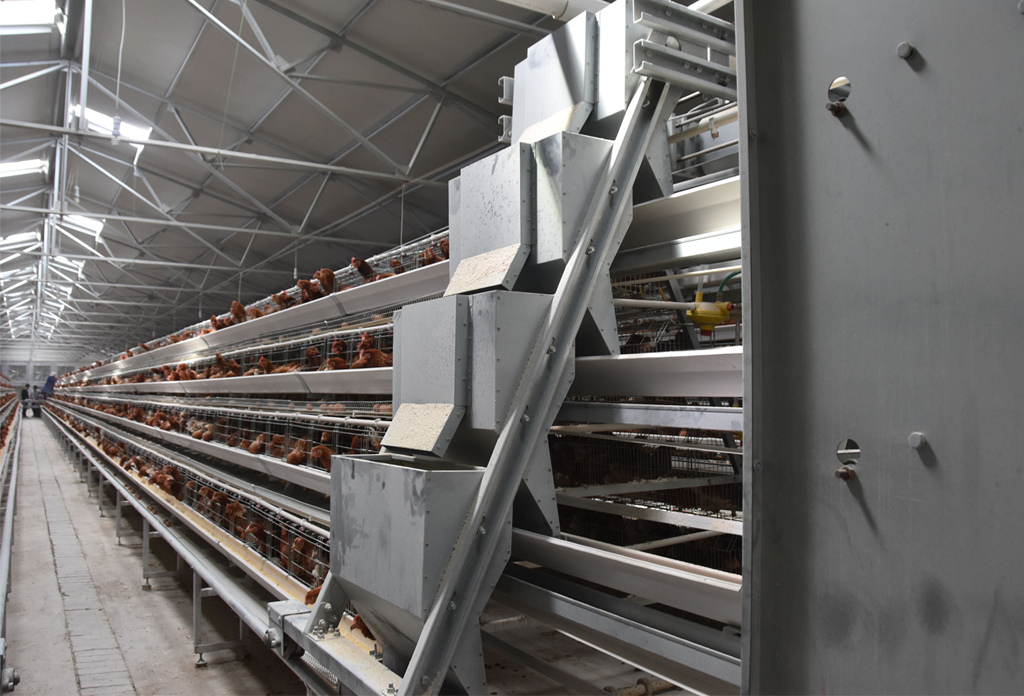 A type layer cage feeding system
