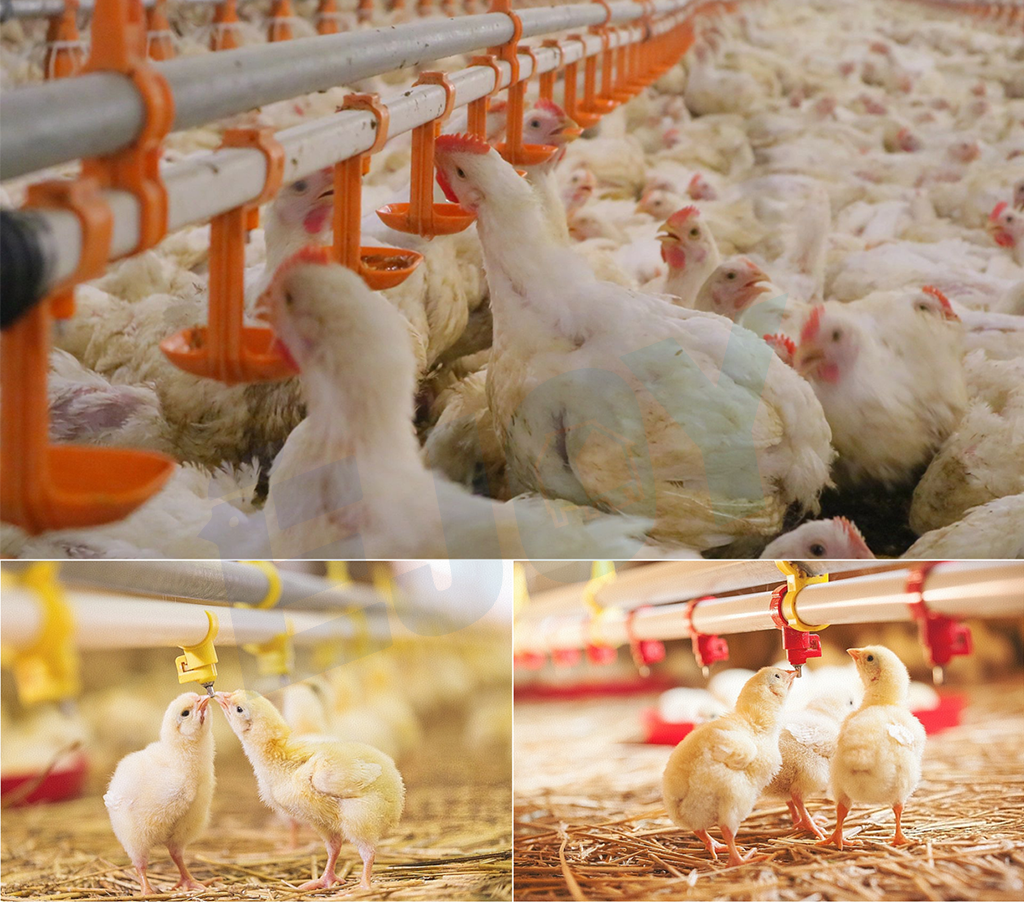 broiler farm feeding line broiler farm feeding line