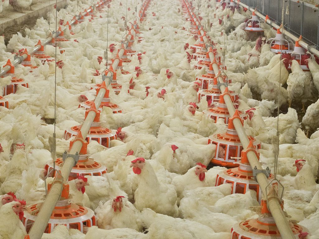 broiler poultry pan feeding system broiler poultry pan feeding system