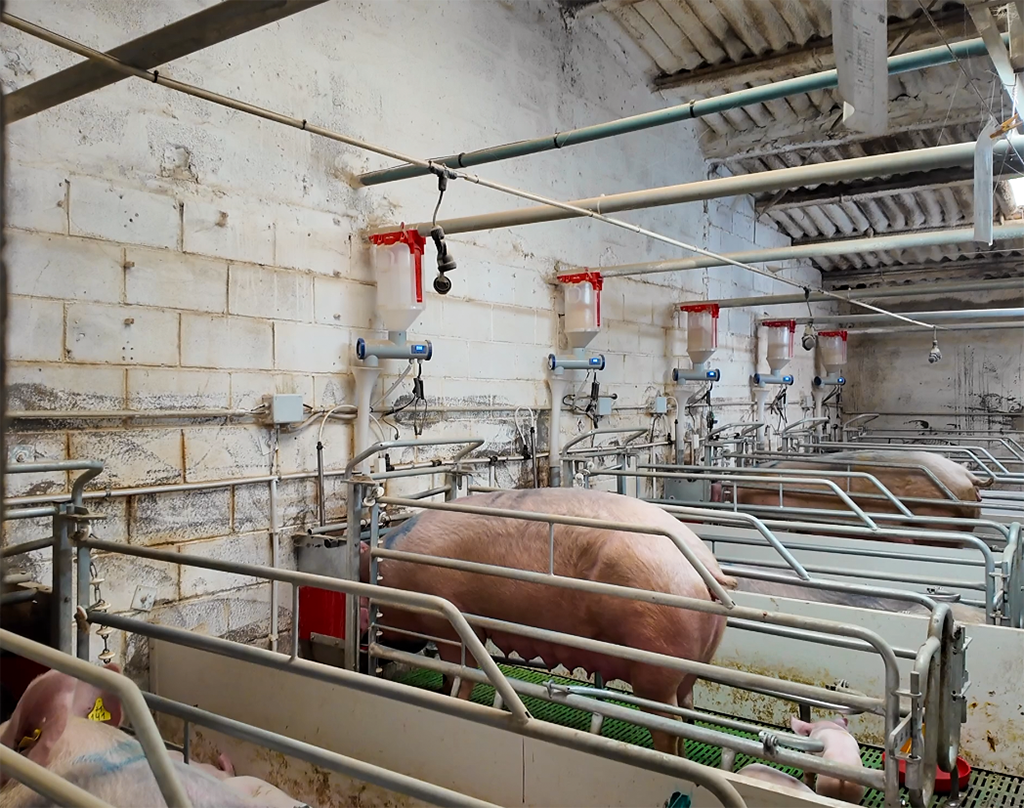 intelligent pig feeder