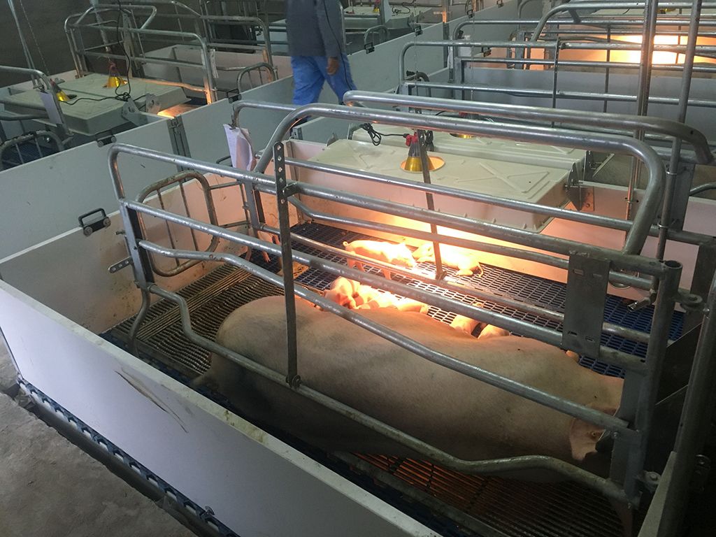 pig farm farrowing crate