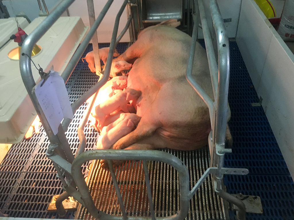 pig crate for sow and piglet