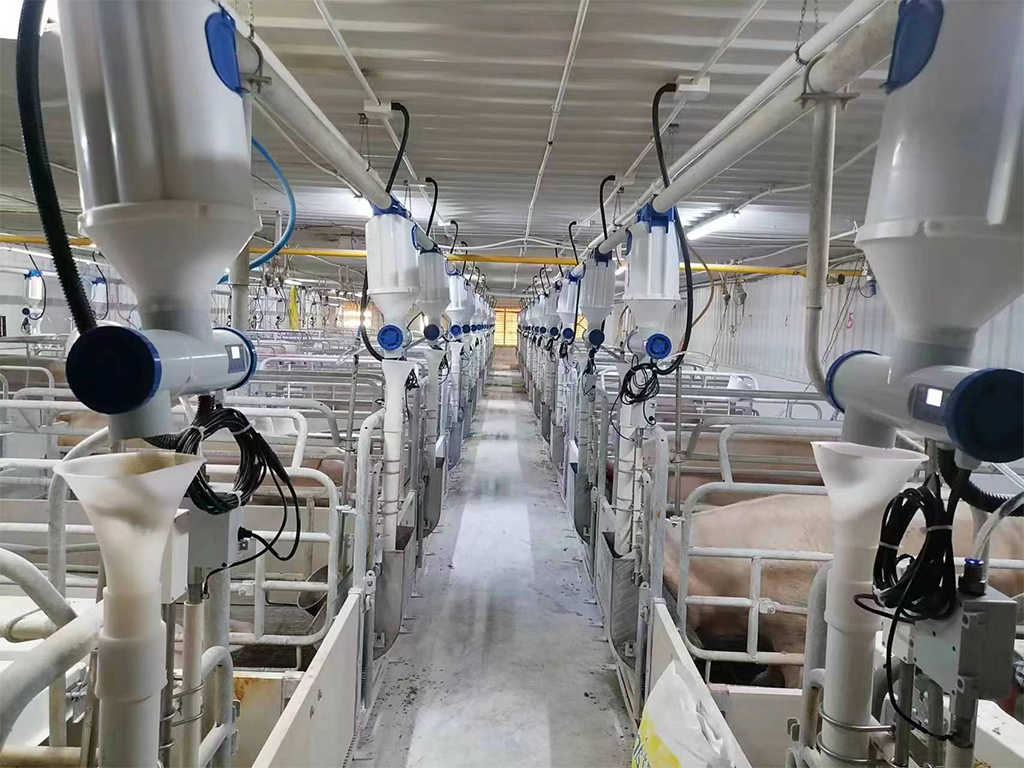 intelligent pig feeding system