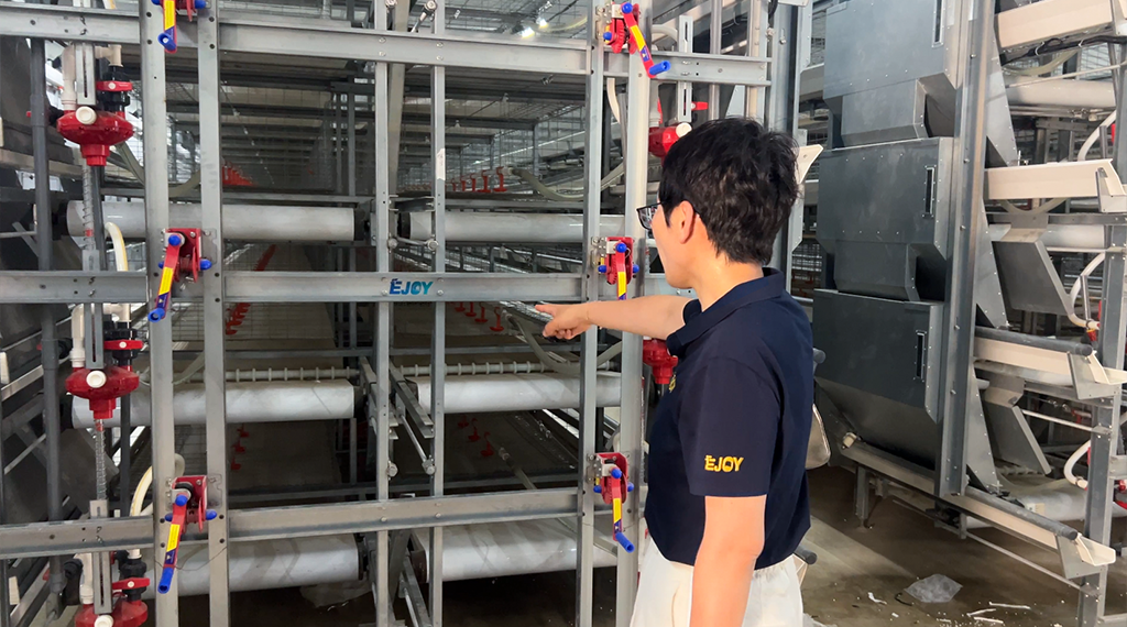 broiler cage system
